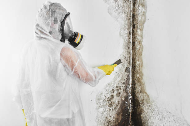 Best Mold Removal Company Near Me  in Milton, WV