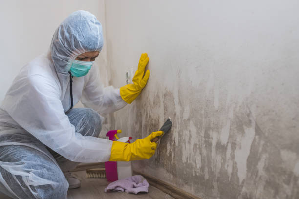Best Affordable Mold Removal  in Milton, WV