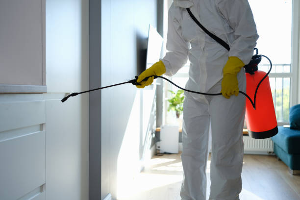 Best Local Mold Removal Service  in Milton, WV