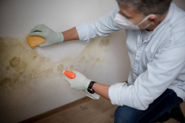 Best Mold Damage Repair  in Milton, WV