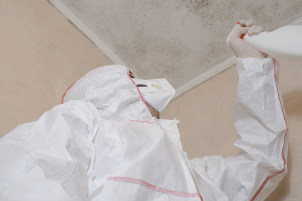 Best Home Mold Removal  in Milton, WV