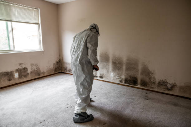 Best Best Mold Removal Companies  in Milton, WV