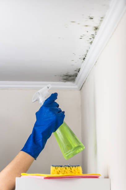 Best Mold Removal Company Near Me  in Milton, WV